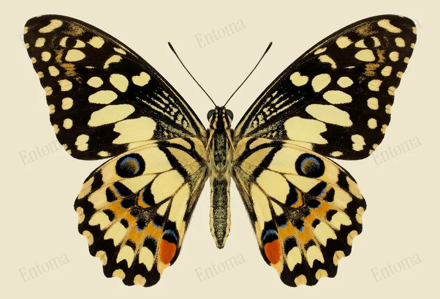 オナシアゲハ（Papilio demoleus）の図版