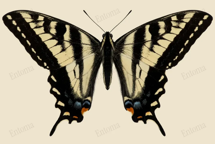 Papilio eurymedon, Papilio eurymedon, levha