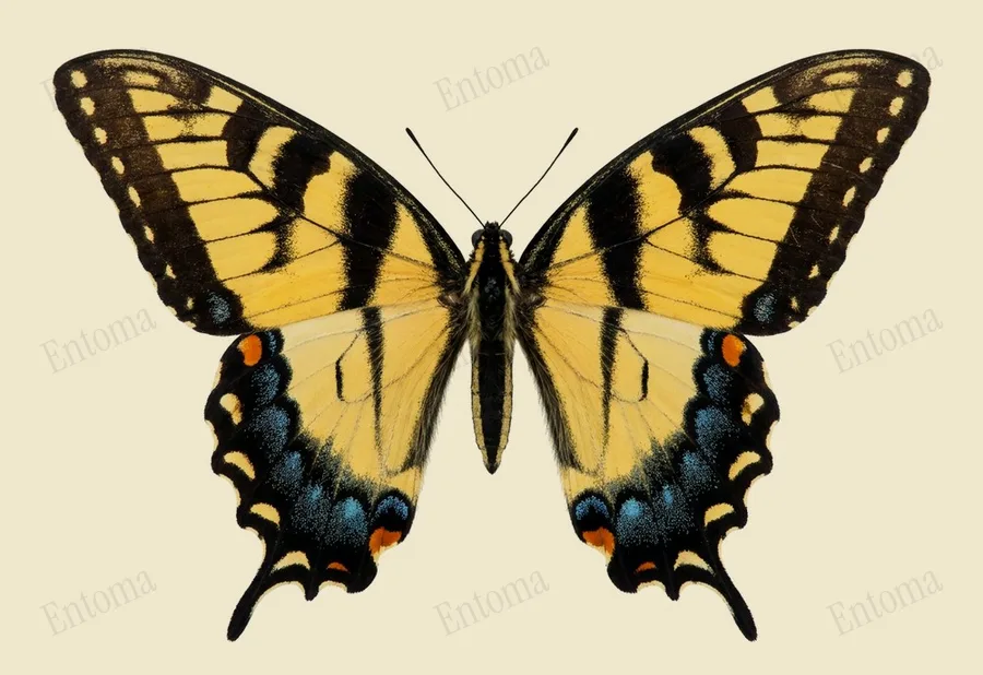 Eastern tiger swallowtail, Papilio glaucus, plate