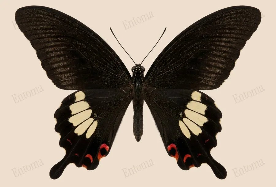 Hélène rouge, Papilio helenus, planche