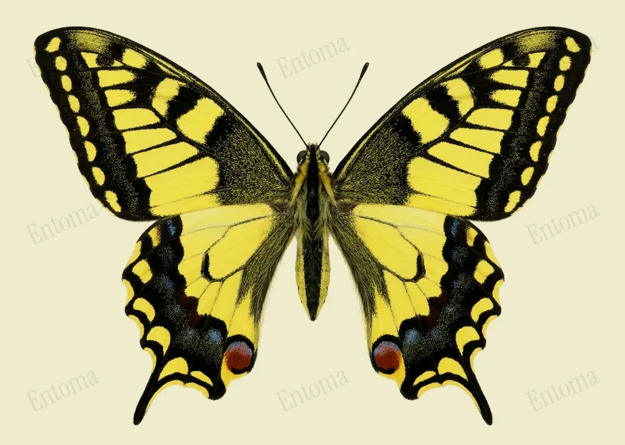 Papilio hippocrates, Papilio hippocrates, tavola