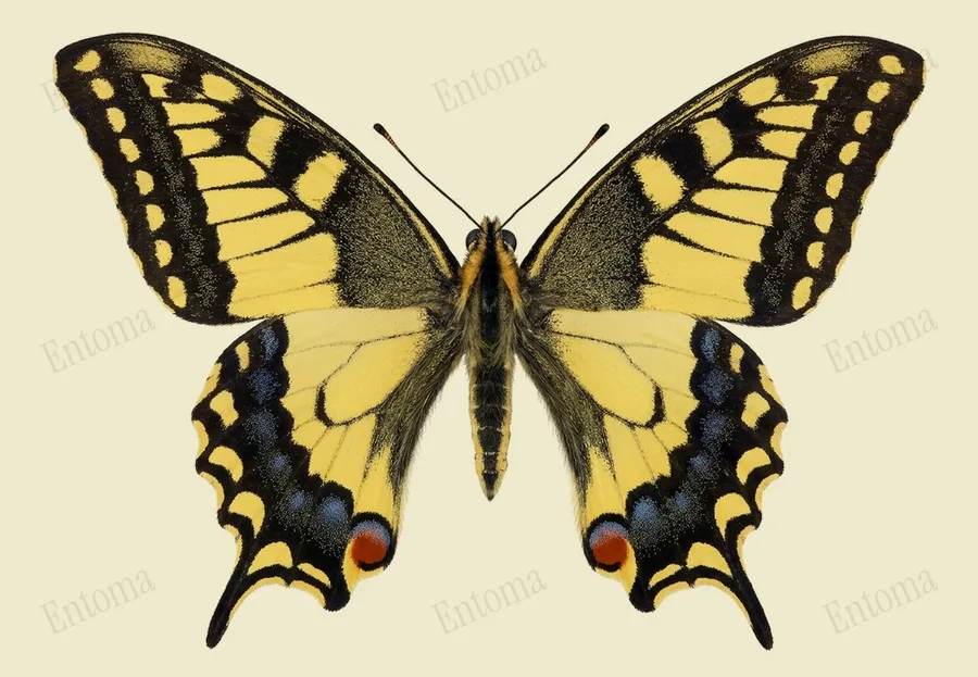 Old World swallowtail, Papilio machaon, plate