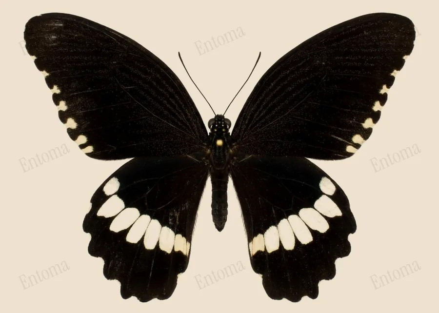 Mormon commun, Papilio polytes, planche