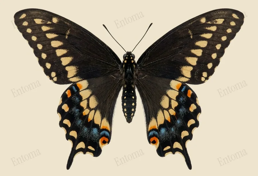 Black swallowtail, Papilio polyxenes, plate