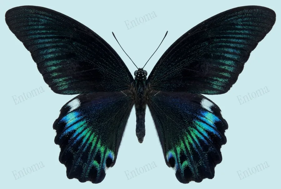 Papilio protenor, Papilio protenor, plaat