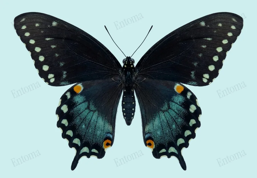 Spicebush swallowtail, Papilio troilus, plate