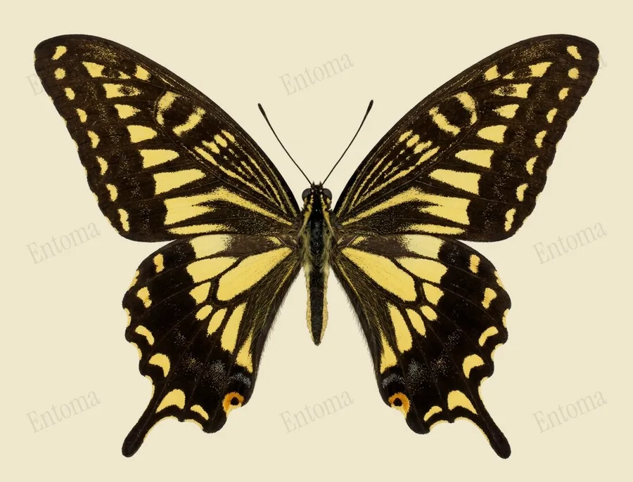 ナミアゲハ（Papilio xuthus）の図版