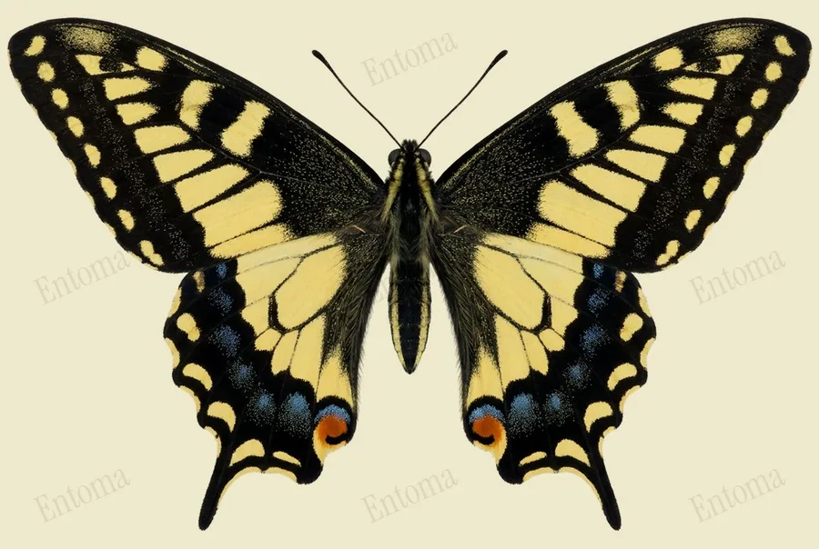 Anise swallowtail, Papilio zelicaon, plate