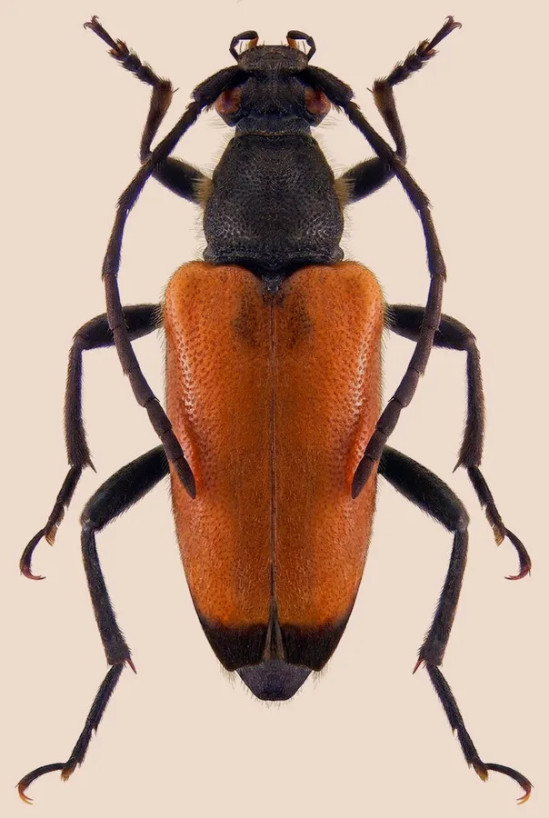 Tawny longhorn beetle, Paracorymbia fulva, plate