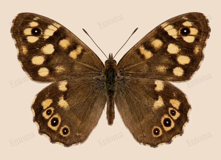 Tircis, Pararge aegeria, planche