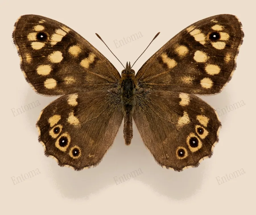 Speckled wood, Pararge aegeria, plate