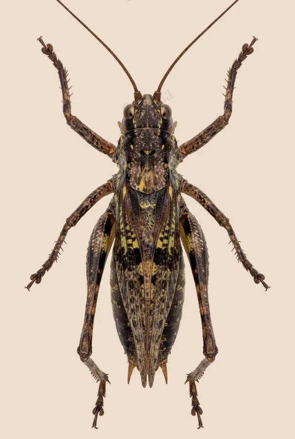 Paratlanticus ussuriensis, Paratlanticus ussuriensis, lámina