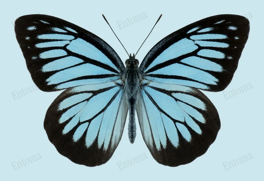 Pareronia anais, Pareronia anais, planche