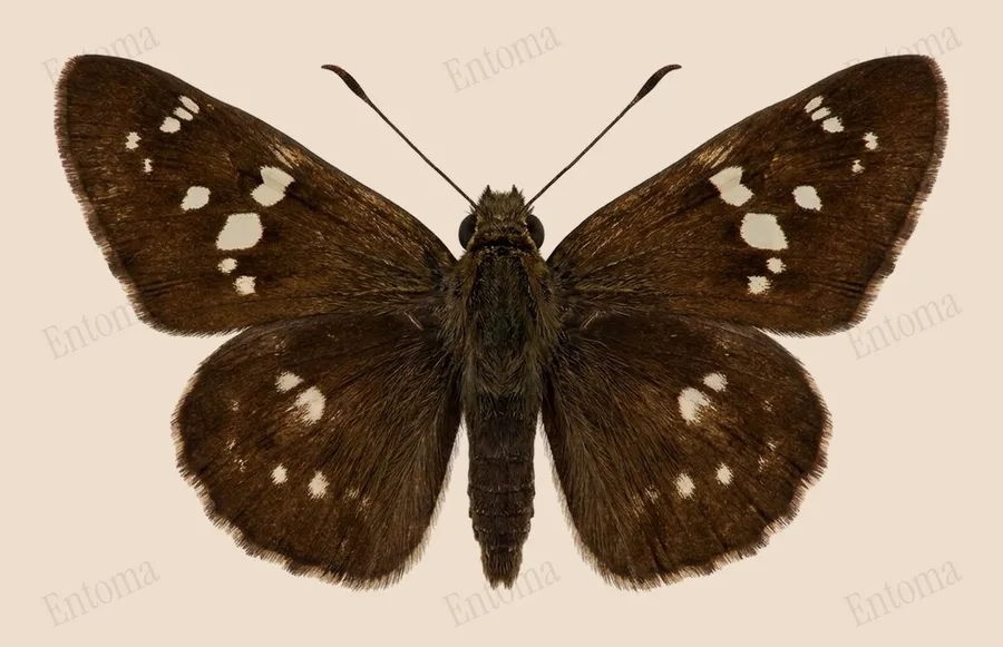 Parnara guttata, Parnara guttata, plaat