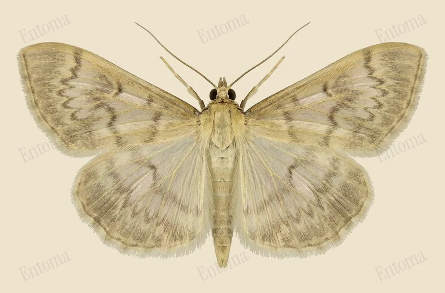 Mother of pearl, Patania ruralis, plate