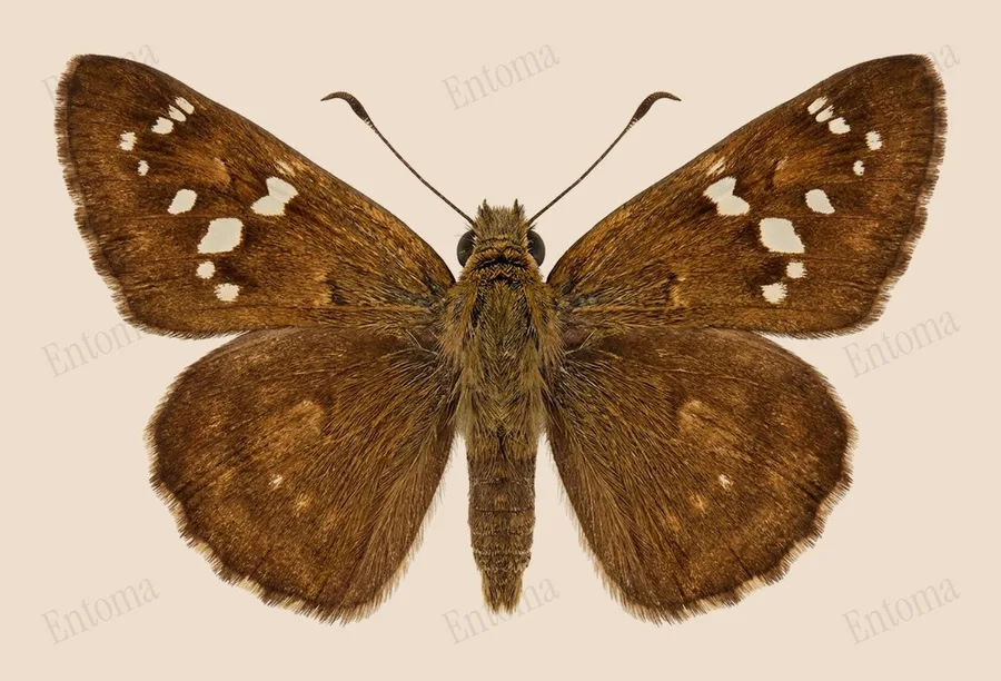 Pelopidas mathias, Pelopidas mathias, levha