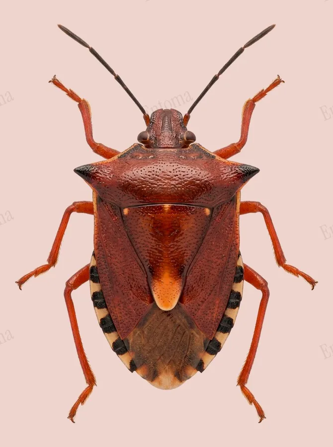 Forest bug, Pentatoma rufipes, plate