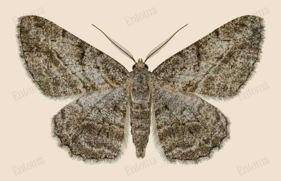 Willow beauty, Peribatodes rhomboidaria, plate