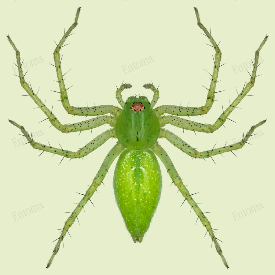 Peucetia viridans, Peucetia viridans, levha