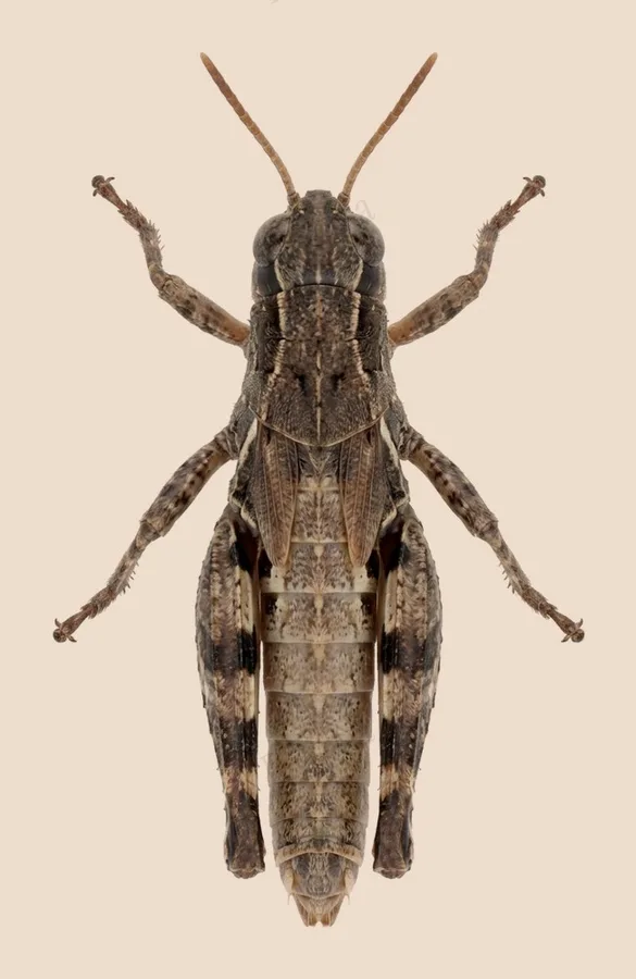 Common maquis grasshopper, Pezotettix giornae, plate