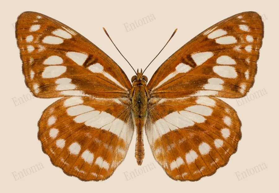 Phaedyma columella（Phaedyma columella）の図版