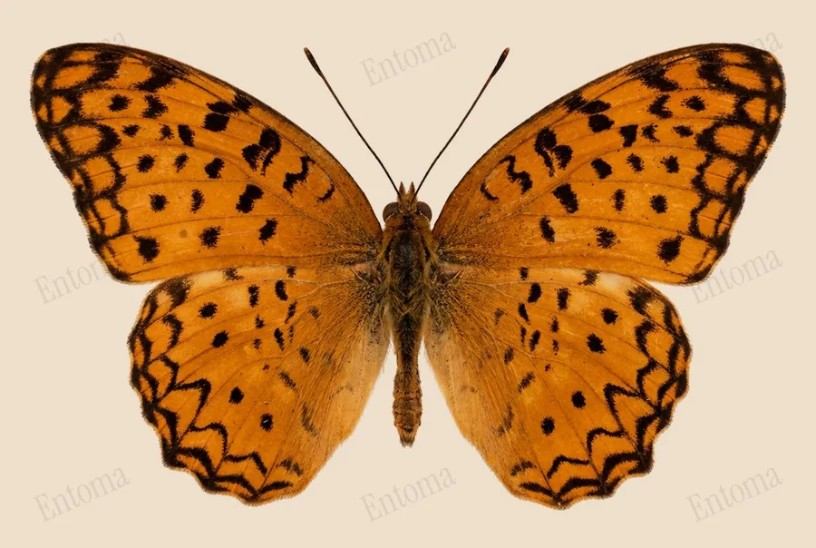 Phalanta phalantha(Phalanta phalantha) 도판