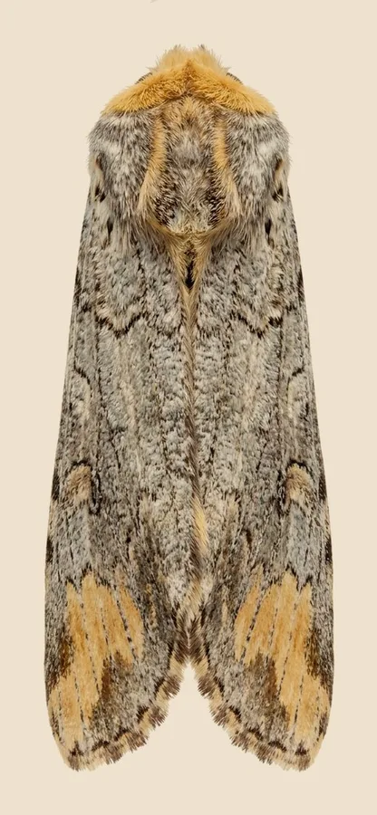 Buff-tip, Phalera bucephala, plate
