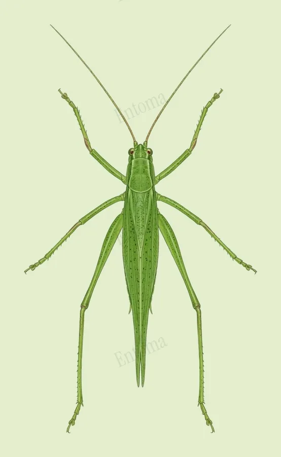Mediterranean katydid, Phaneroptera nana, plate