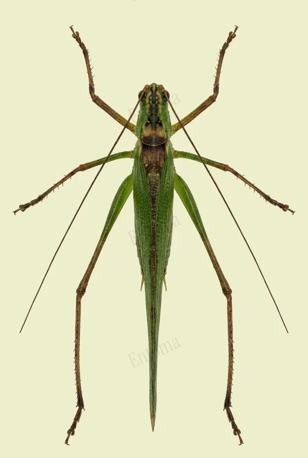 Phaneroptera nigroantennata, Phaneroptera nigroantennata, plaat