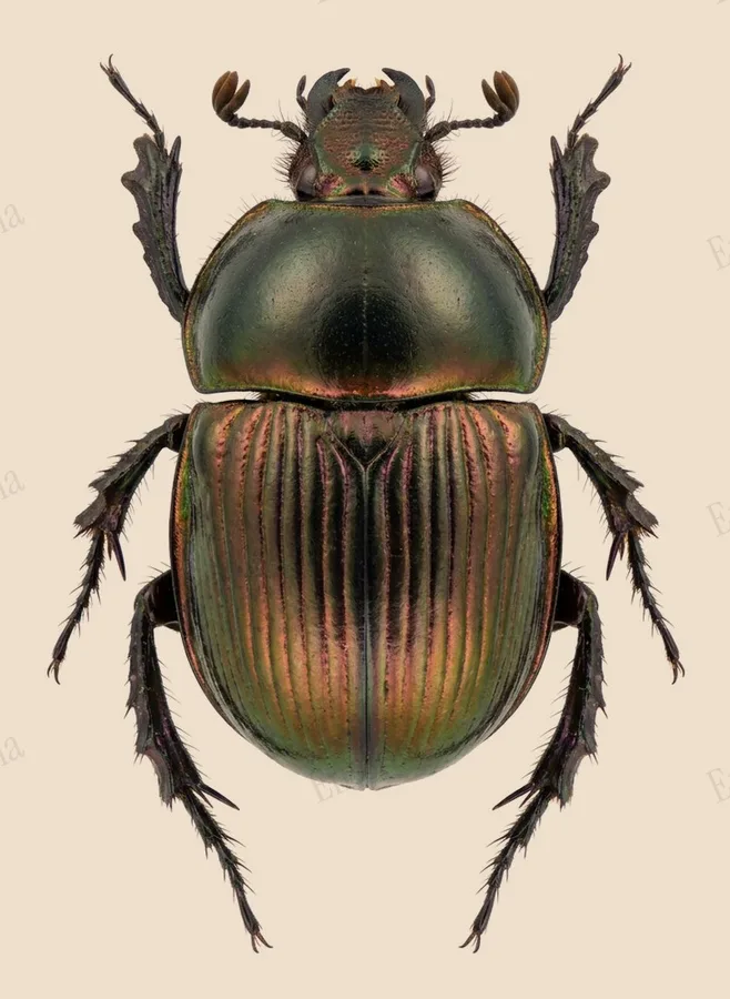 Japanese earth-boring dung beetle, Phelotrupes auratus, plate