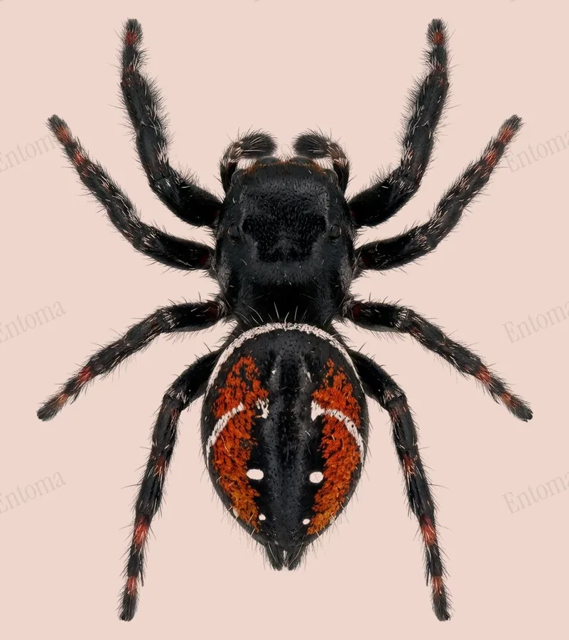Phidippus clarus, Phidippus clarus, plaat
