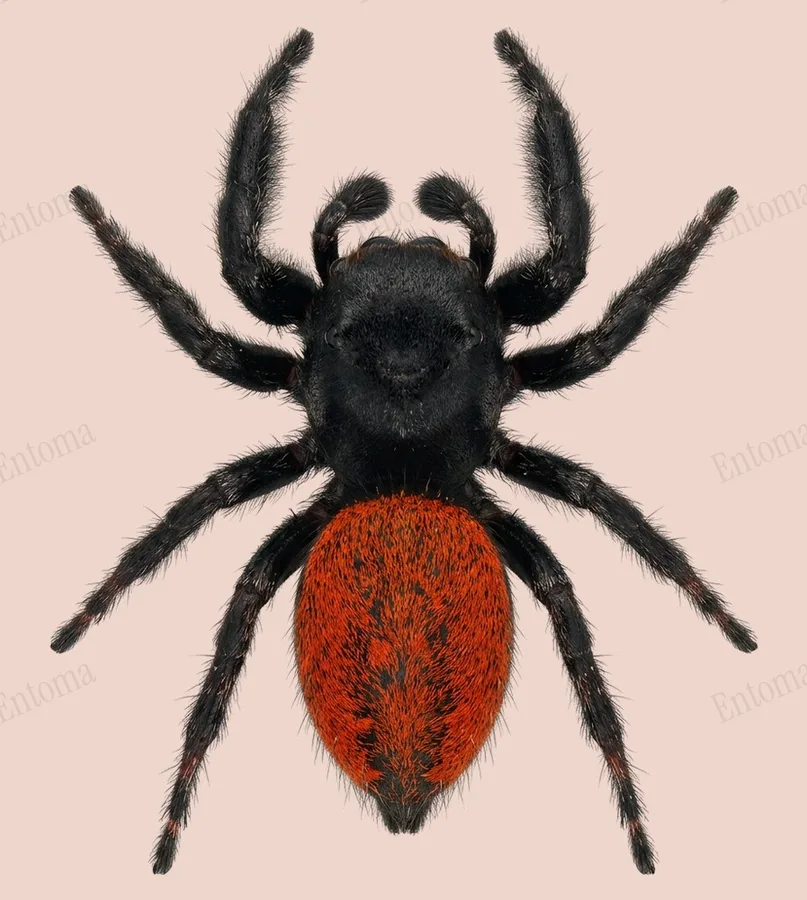 Phidippus johnsoni(Phidippus johnsoni) 도판