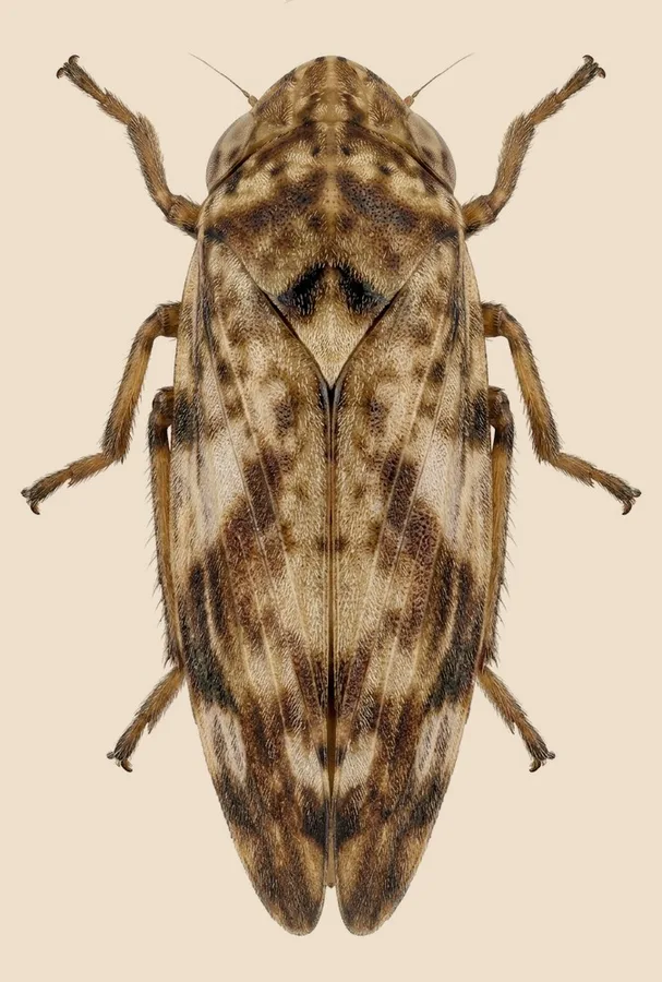Meadow spittlebug, Philaenus spumarius, plate