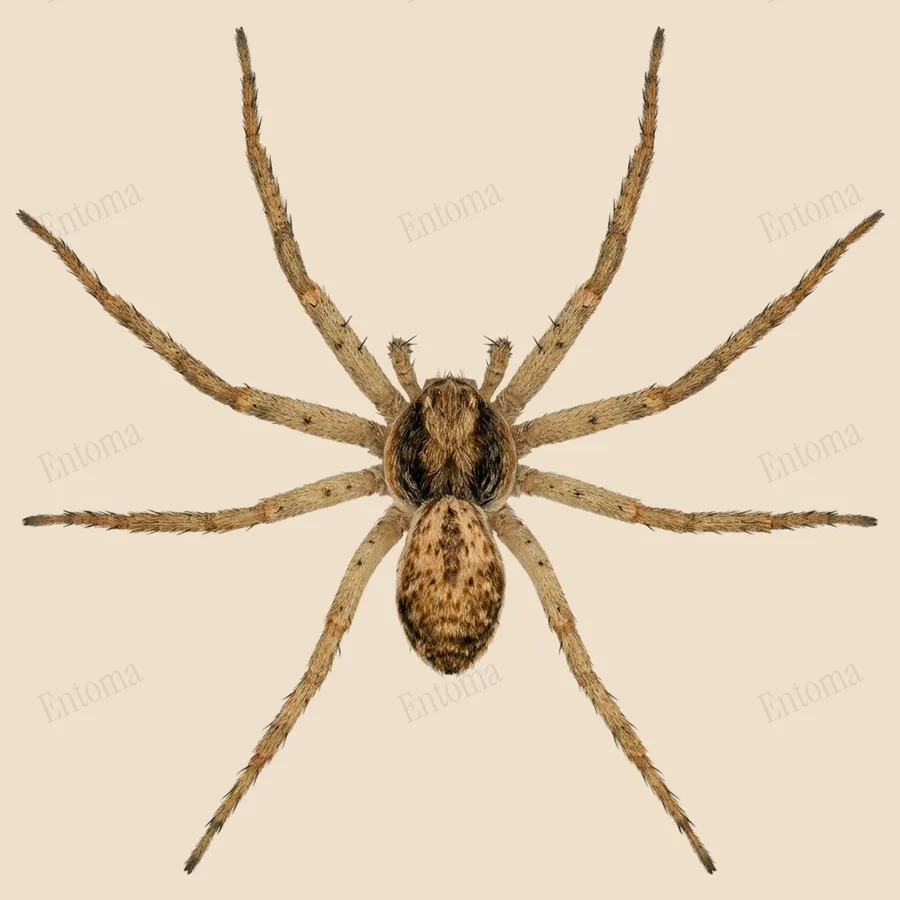 Zwartrugrenspin, Philodromus dispar, plaat
