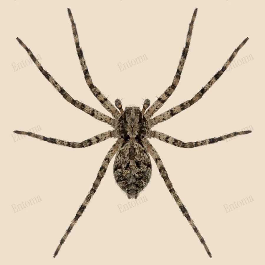 Korstmosrenspin, Philodromus margaritatus, plaat