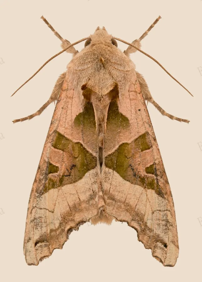 Angle shades, Phlogophora meticulosa, plate