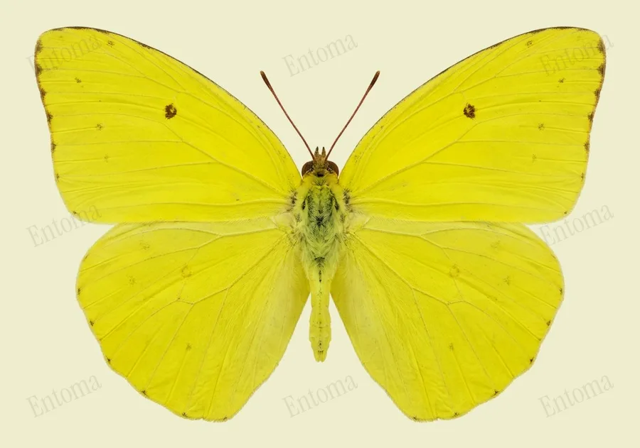 Cloudless sulphur, Phoebis sennae, plate