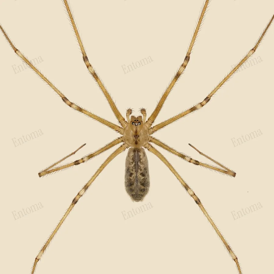 Ragno ballerino, Pholcus phalangioides, tavola