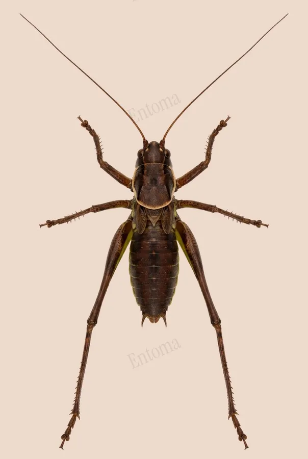 Dark bush-cricket, Pholidoptera griseoaptera, plate