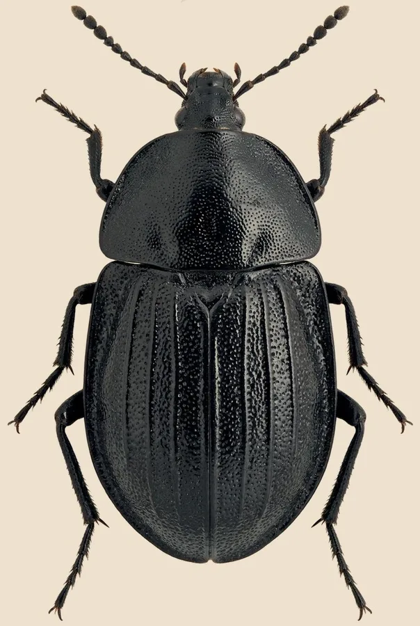 Black snail beetle, Phosphuga atrata, plate