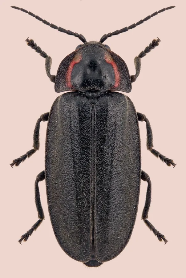 Photinus corruscus, Photinus corruscus, plaat