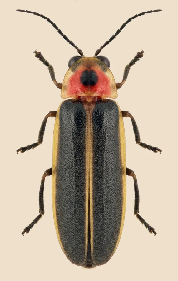 Photinus pyralis（Photinus pyralis）の図版
