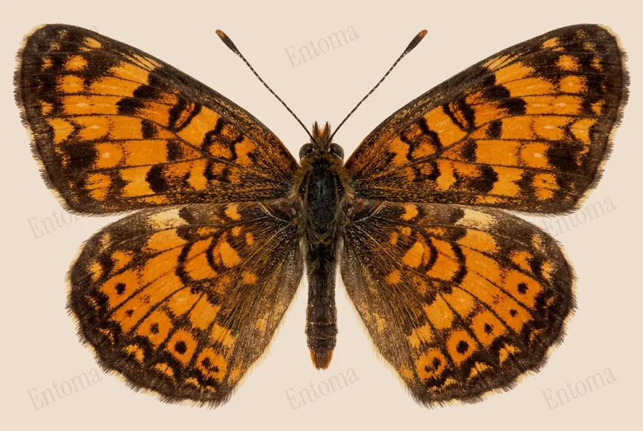 Croissant nordique, Phyciodes cocyta, planche