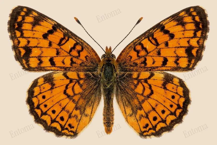 Phyciodes mylitta（Phyciodes mylitta）の図版