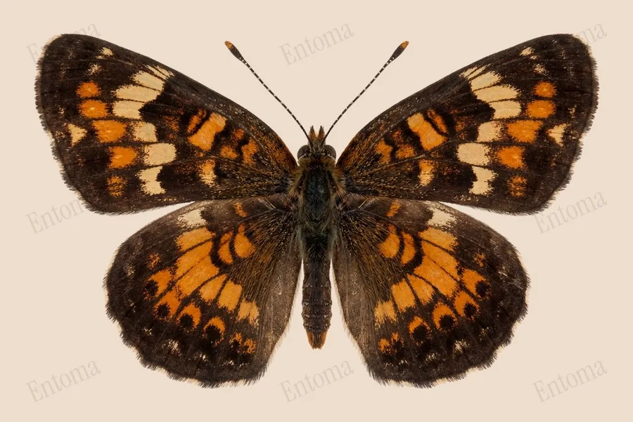 Phaon crescent, Phyciodes phaon, plate