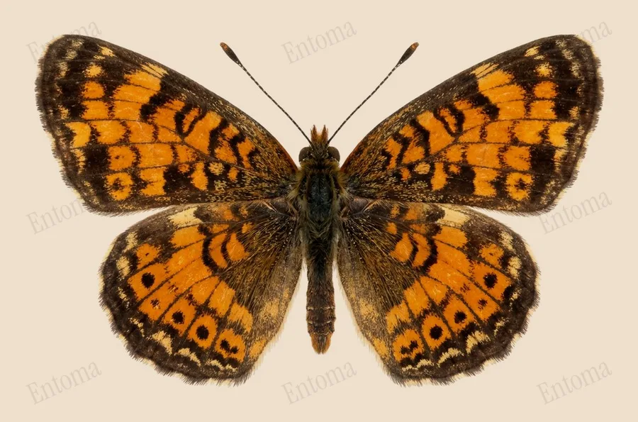 Pearl crescent, Phyciodes tharos, plate