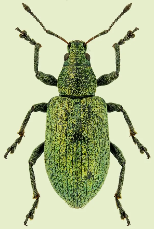 Nettle weevil, Phyllobius pomaceus, plate