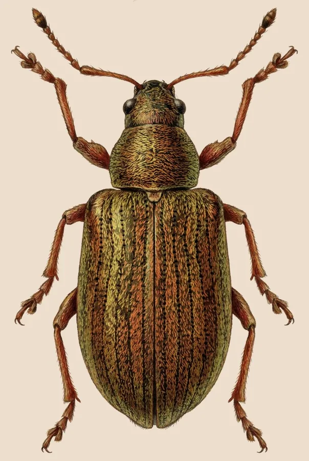 Common leaf weevil, Phyllobius pyri, plate