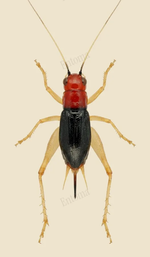 Phyllopalpus pulchellus（Phyllopalpus pulchellus）圖版