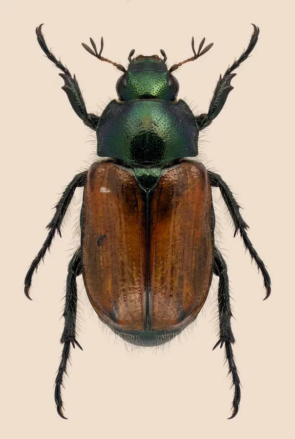 Garden chafer, Phyllopertha horticola, plate